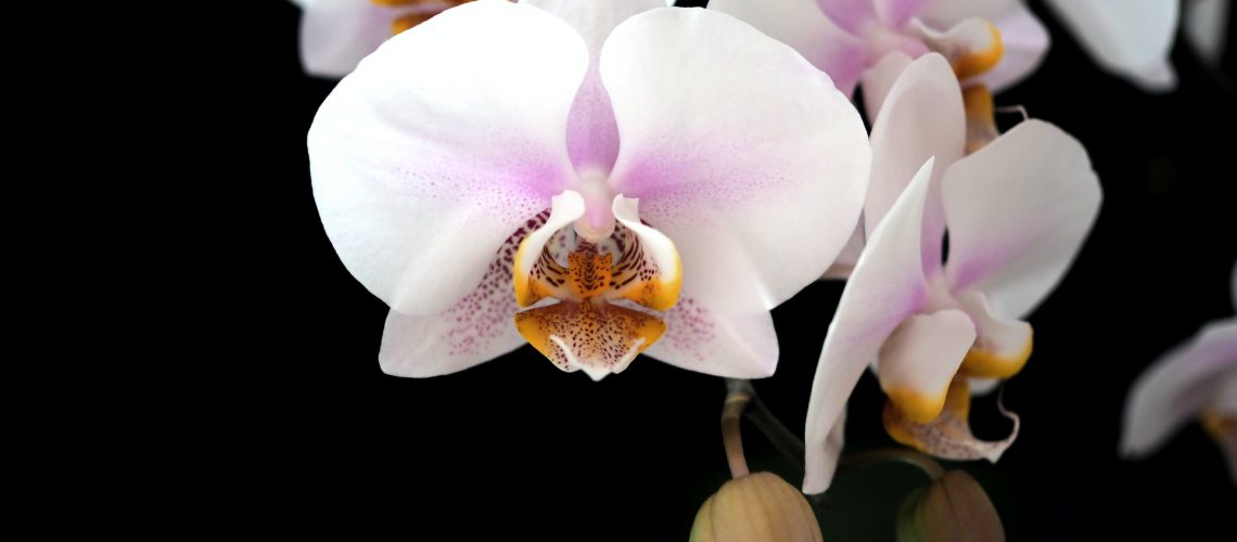 orchid